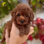 Kıvırcık Sevimli Yavrumuz Minyatur Poodle
