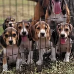 Safkan Irk Garantili Beagle Yavrular
