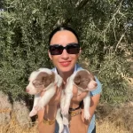 Border Colie Yavrularım Saglık Ve Irk Garantilidir