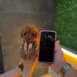 Micro Teacup Toy Poodle Yavrularımız