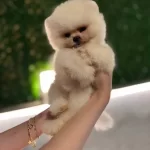 Oyuncak Degil Gercek Pomeranian Boo