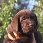 Secereli Labrador Retriever Yavruları Istanbul