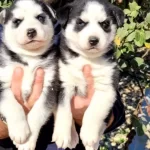 Safkan A Kalite Husky Bebekler