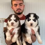 Her Renk Maskeli Sibirya Kurdu Yavrular Mevcut