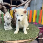 Husky Sibirya Kurdu Yavruları