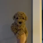 Asılı Mini Toy Poodle