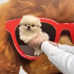 Imperial Beyaz Pekinez bebeğimiz