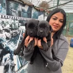 Safkan Cane Corso Yavrularımız