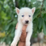 Beyaz Husky bebeğimiz
