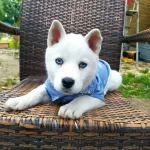 Mavis Husky Yavrularımız Sibirya Kurdu