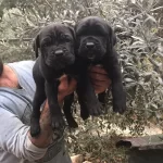 Safkan Cane Corso Yavrularımız