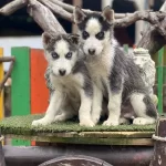 Sibirya Kurdu Yavrularımız