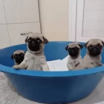 Pug Yavruları Safkan Simit Kuyruk Burunsuz