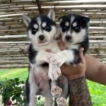 Yuzde Yuz Irk Garantili Husky Bebekler
