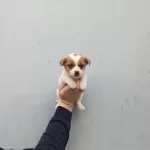 A Kalite Jack Russel Bebekler