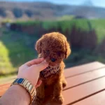 Max 2 Kg Olacak Poodle Yavrular