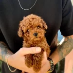 Micro Teacup Dark Brown Bebekler