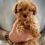 Teacup Poodle Yavrumuz Latte