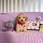 Mini Boy Maltipoo Bebekler