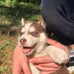 Kan Hattı Yavrularımız