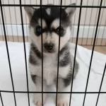 A Kalite Husky Bebekler