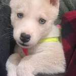 Safkan Müthiş Guzellik Husky Bebekler