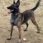 Eğitimli Genc Belcika Malinois Bekcilik Ve Koruma Odaklı