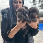 Cikolata Labrador Yavrularım