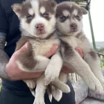 Irk Ve Sağlık Garantili Müthiş Husky Bebeklet