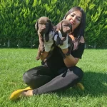 Cikolata Labrador Yavruları Sosyal Ve Oyuncu