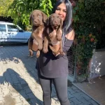 Mukemmel Cikolata Labrador Yavrularım