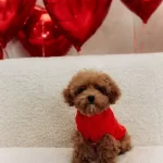 Sosyal Ortamın Yıldızı Kızıl Bukleli Toy Poodle