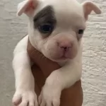 Ozel Renk Franch Bulldog Bebeklerim