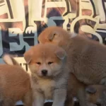 Scr Belgeli Akita Inu Yavrularımız
