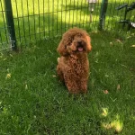 Eğitimli Toy Poodle Yuva Arıyoruz