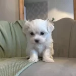 Sosyal Ortamın Yıldızı Ev Egitimi Hazır Maltese Terrier
