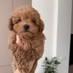 Kıpkırmızı Sevimli Toy Poodle Yavrumuz