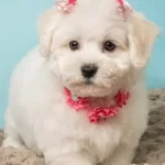 Ipeksi Kar Beyazı Numara Maltese Terrier Sosyal Ortamın Yeni Yıldızı