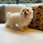 Zeki Ve Antialerjik Karakterli Egitimi Baslamıs Maltipoo Bebekleri