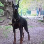 Safkan Doberman Yavruları Istanbul