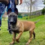 Secereli Belcika Malinois Yavruları Koruma Ve Itaat Odaklı
