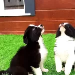 Border Collie Yavruları Istanbul