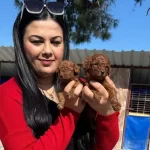 Avuc Ici Kadar Kızıl Pelus Safkan Red Brown Toy Poodle Yavrularım