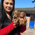 Bursa Osmangazi De Sosyal Kelebek Safkan Maltipoo
