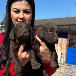 Bursa Osmangazi De Sosyal Ve Safkan Cikolata Labrador Yavruları