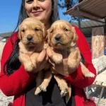 Sosyal Kelebek Baby Face Golden Yavruları