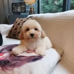 En Guzeli Ve Sevimli Maltipoo Yavruları Sizleri Bekliyor