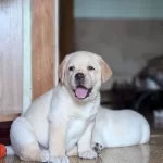 Zeki Ve Sosyal Karakterli Labrador Retriever Yavruları