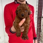 Red Brown Toy Poodle Yavruları Ile Hayatınıza Renk Katın