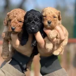 Zekasıyla Buyuleyen Kıvırcık tüy Yumakları Oyuncu Poodle